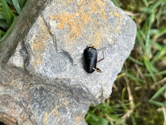 Blaberoidea