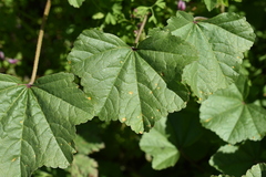 Puccinia malvacearum
