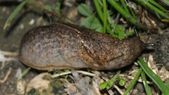 Tandonia sowerbyi