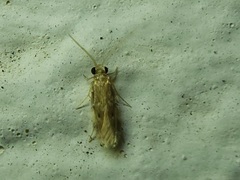 Hydroptilidae