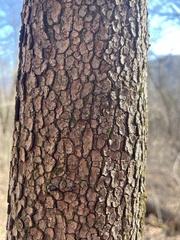 Diospyros virginiana