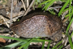 Tandonia sowerbyi
