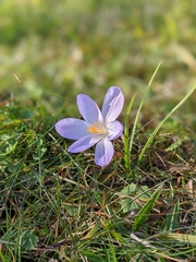 Crocus tommasinianus