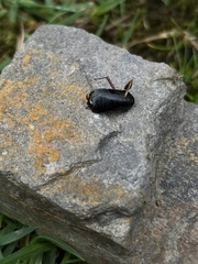 Blaberoidea