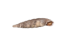 Laciniaria plicata