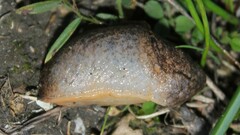 Tandonia sowerbyi