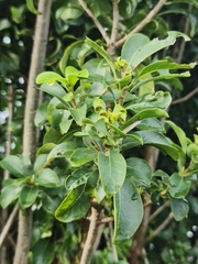 Pavetta gardeniifolia