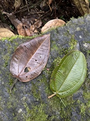 Meriania macrophylla
