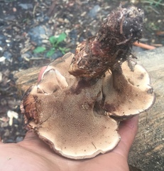 Sarcodon stereosarcinon