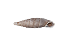 Laciniaria plicata