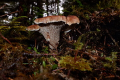 Sarcodon stereosarcinon