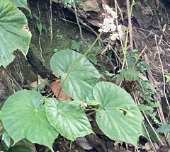 Begonia urophylla