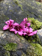 Meriania macrophylla