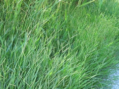 Paspalum distichum