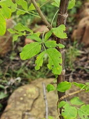 Heteromorpha arborescens abyssinica
