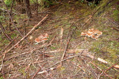 Sarcodon stereosarcinon