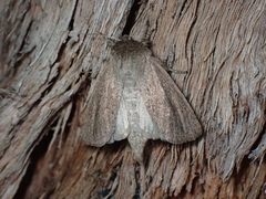 Bathytricha truncata