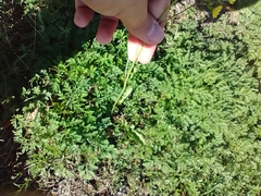 Pyrrhopappus carolinianus