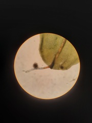 Syntrichia laevipila