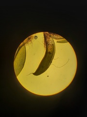 Syntrichia laevipila