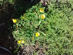 Pyrrhopappus carolinianus