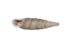 Macrogastra attenuata