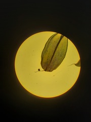 Syntrichia laevipila