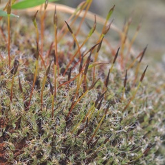 Syntrichia laevipila