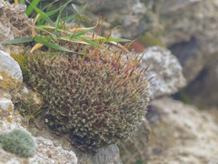 Syntrichia laevipila