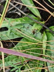 Ledebouria luteola