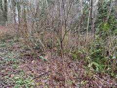 Rubus spectabilis