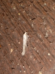 Plutellidae
