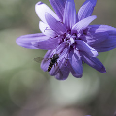 Allograpta hortensis