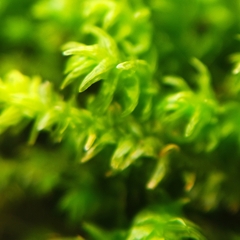 Anomodon viticulosus