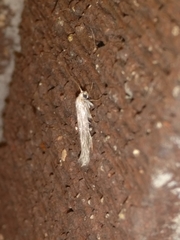Plutellidae