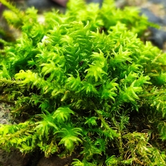 Anomodon viticulosus
