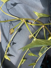 Calystegia marginata