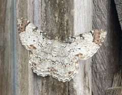 Epimecis