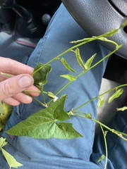 Calystegia marginata