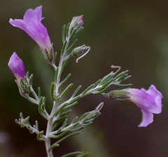 Eremophila microtheca