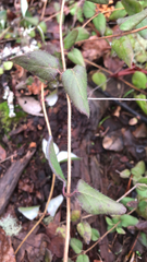Lonicera hispidula