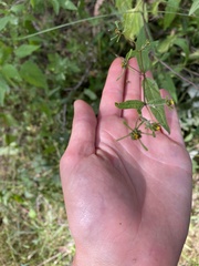 Sigesbeckia orientalis
