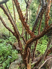Heteromorpha arborescens abyssinica