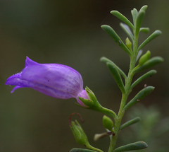 Eremophila weldii