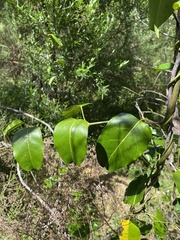 Smilax australis