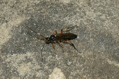 Diphyus quadripunctorius