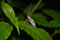Neoptychodes trilineatus