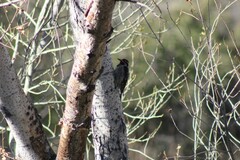 Sphyrapicus nuchalis