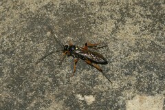 Diphyus quadripunctorius