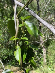 Smilax australis